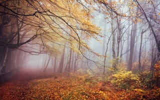 Картинка Листопад и туманный лес
