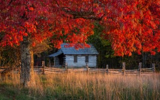 Картинка осень, дерево, домик