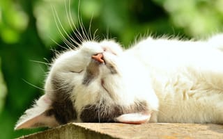 Картинка кот, лежит, белый