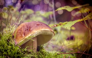 Картинка белый гриб, природа, мох, Steinpilz, боровик, макро