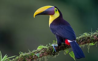 Обои Yellow-throated toucan, Желтогорлый тукан, Ramphastidae