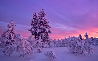Обои закат солнца, пейзаж, снег, природа, деревья, зима, сугробы