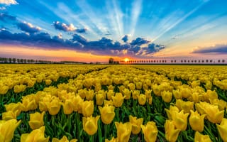 Картинка Поле тюльпанов на закате
