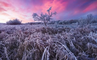 Картинка Восход солнца на тропе Уайт Бьютт, иней, дерево, Саскачеван, пейзаж, Канада, небо, поле