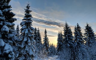 Картинка зима, деревья, закат, снег, пейзаж, природа, ели