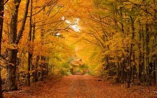 Картинка осень, дорога деревья природа осенние краски, пейзаж, лес, осенние листья