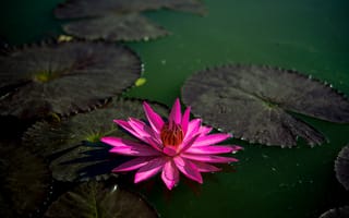 Картинка лотос, цветок, флора, лепесток, водное растение, розовый, лист, крупным планом, воды, лотос священный, природа, растение