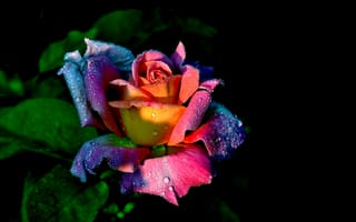Картинка цветок, цветочная композиция, розы