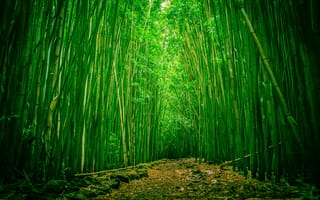 Картинка бамбук, лес, поляна