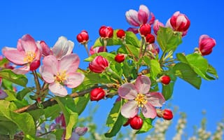 Картинка apple blossom, весна, цветущая ветка, флора, цветение, цветущая яблоня, цветы