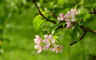 Обои apple blossom, флора, весна, цветение, цветущая ветка, цветущая яблоня, цветы