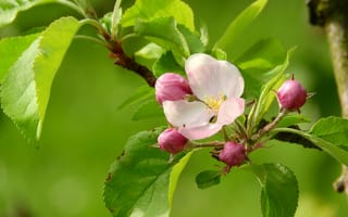 Обои apple blossom, цветение, флора, цветы, весна, цветущая ветка, цветущая яблоня