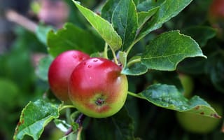 Обои яблоня, яблоки, фрукты, листья, природа, ветка