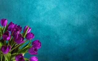 Картинка тюльпаны, букет, синий, цветы, флора