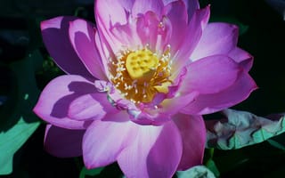 Картинка Лотос пруд, вода, красивый цветок