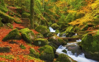 Картинка Fall above the German Black Forest, лес, осень