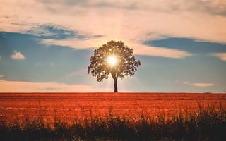 Картинка солнечные лучи, Африка, дерево