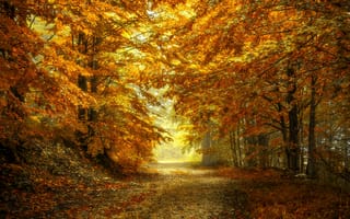 Картинка осенние листья, пейзаж, осень