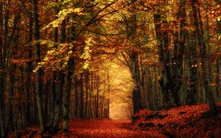 Картинка туман, леса, осень