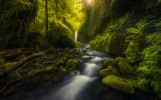 Картинка Пышная зелень ущелья реки Колумбия, камни, природа, пейзаж, река, деревья, водопад, мох