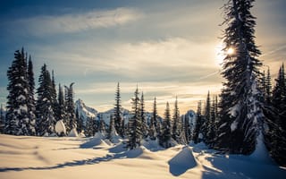 Картинка Mt Rainier National Park, пейзаж, деревья, зима, природа, горы, снег