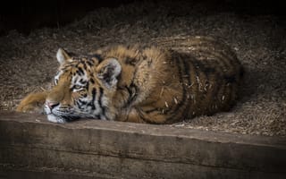 Картинка Panthera tigris altaica подвид тигра, большая кошка, Amur tiger