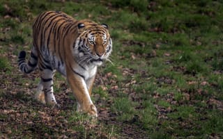 Картинка Картинки амурского тигра