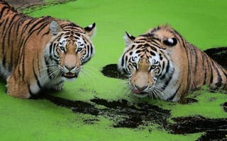 Обои Амурский тигр, хищник, животное