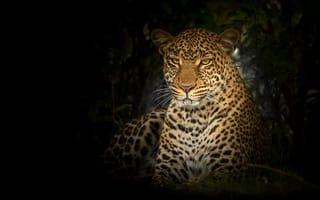 Картинка леопард, большие кошки, дикая природа