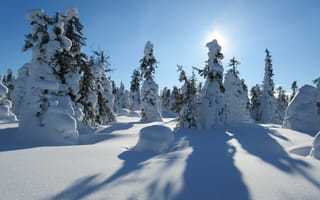 Обои зима, деревья, сугробы, ели, снег, пейзаж