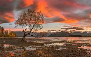 Картинка South Island, одинокое дерево, горы