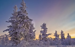 Картинка зима, деревья, сугробы, закат, пейзаж, природа, снег