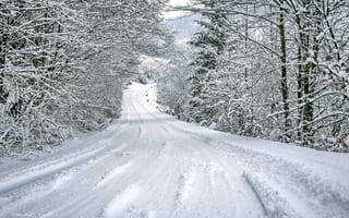 Обои зима, лес, снег, дорога, деревья, пейзаж