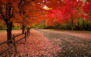 Картинка осень, пейзаж, осенние листья, осенние краски, краски осени, парк, деревья, дорога