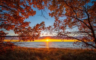 Картинка Озеро Мичиган, США, пейзаж, осень, ветки деревьев, деревья, природа, закат