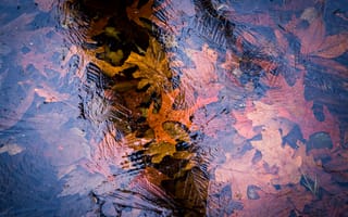 Картинка озеро, осенние лисья, водоём, природа, лёд