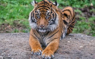 Картинка тигр, хищник, животное, взгляд, тигрёнок