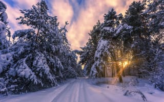 Картинка зима, пейзаж, лес, дорога, деревья, снег, природа, закат