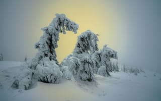 Картинка зима, закат, пейзаж, снег, природа, сугробы, деревья
