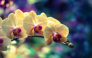 Картинка орхидея, цветок, цветы, флора, орхидеи