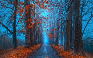 Картинка осень, аллея, деревья, рассвет, пейзаж, туман, дорога