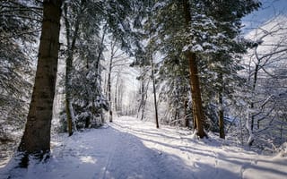 Обои зима, деревья, пейзаж, снег, лес, природа, дорога