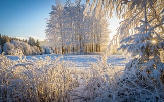 Картинка зима, природа, деревья, снег, пейзаж, солнечные лучи, лес