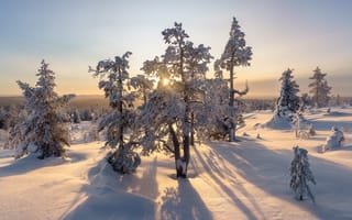 Обои зима, сугробы, природа, закат, снег, деревья, пейзаж