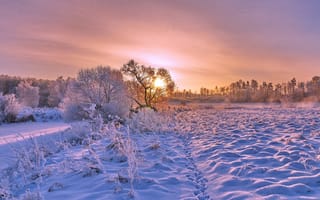 Картинка зима, деревья, пейзаж, сугробы, снег, закат