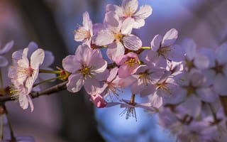 Обои цветущая ветка, весна, флора, sakura, цветение, цветы, art, ветка, Cherry Blossoms