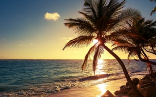 Картинка Palm tree on the tropical beach, море, пальмы, sunrise shot, пейзаж, природа, берег, Dominican Republic, волны, пляж, закат