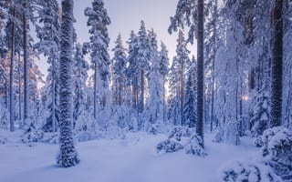 Обои зима, сугробы, зимний лес, природа, пейзаж, снег, закат, лес, деревья