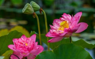 Картинка Lotus Blossoms, лотос, цветение, лотосы, цветы, водоём, флора