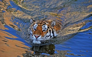 Картинка Красиво плывет в полосатом купальнике, водоём, животное, хищник, вода, тигр